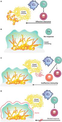 A Framework for Understanding the Evasion of Host Immunity by Candida Biofilms